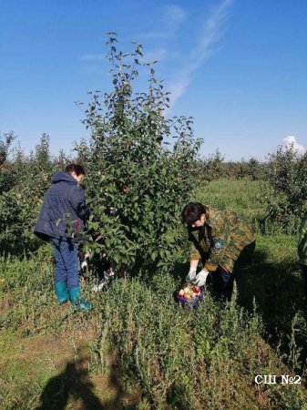 Уборка урожая яблок в ОАО "Акр-Агро"