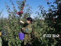 Уборка урожая яблок в ОАО "Акр-Агро"